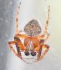 Araneus (sturmi-triguttatus)